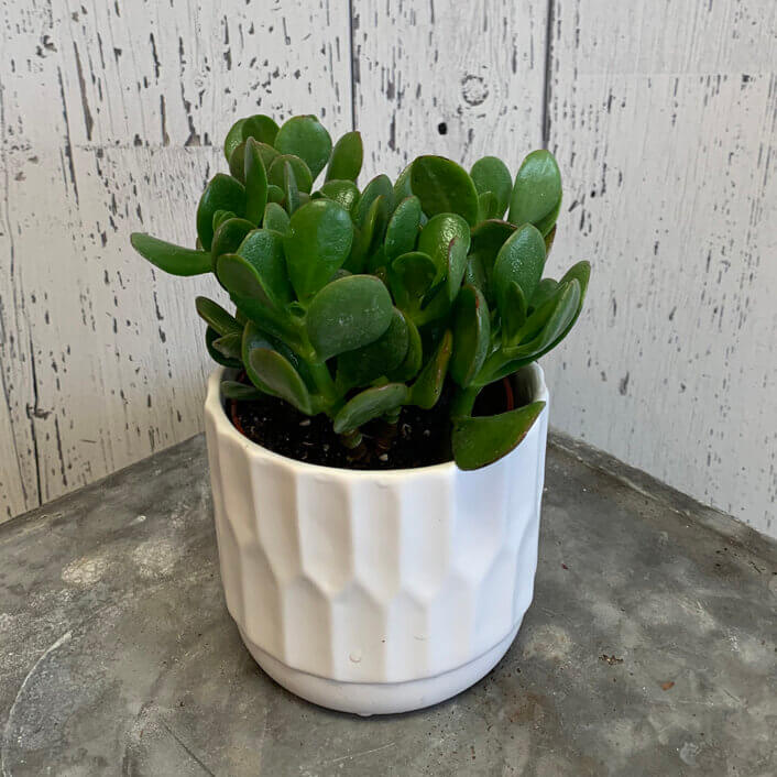 an image of a small Jade plant in a pot