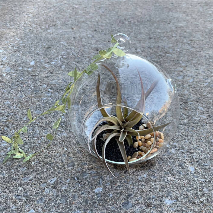 an air plant in a hanging glass ball