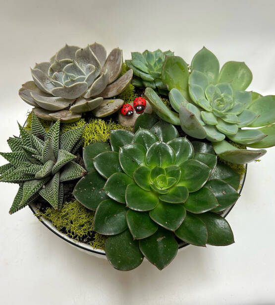 a pot filled with succulent plants and two lady bugs on a stone