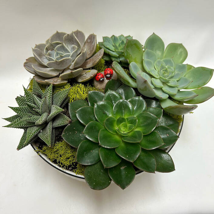 a pot filled with succulent plants and two lady bugs on a stone