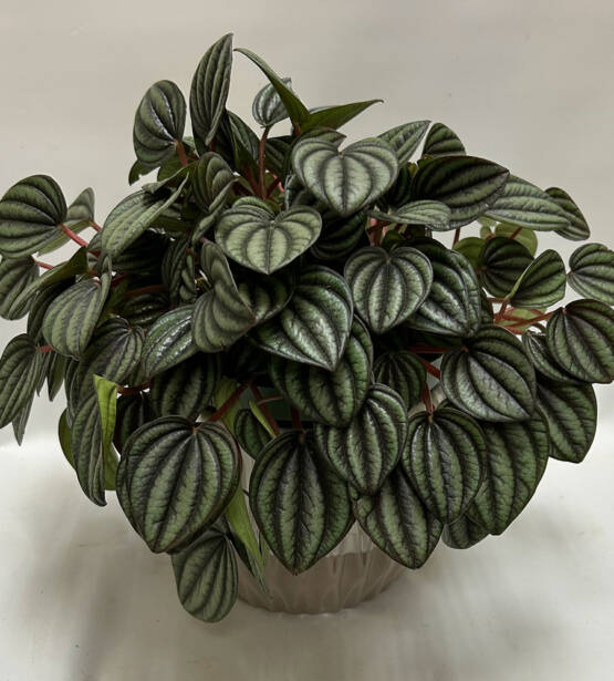 an emerald ripple pepperomia plant in a ceramic pot