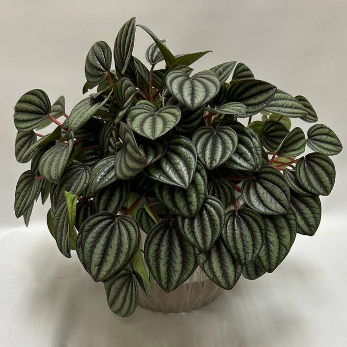 an emerald ripple pepperomia plant in a ceramic pot