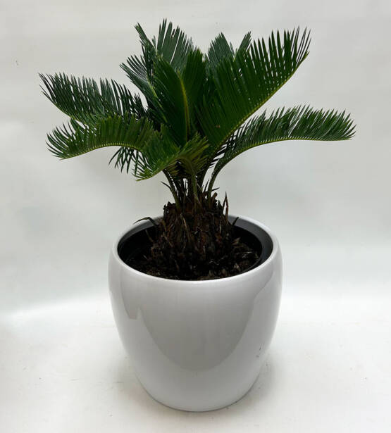 a King Sago Palm plant in a white ceramic pot