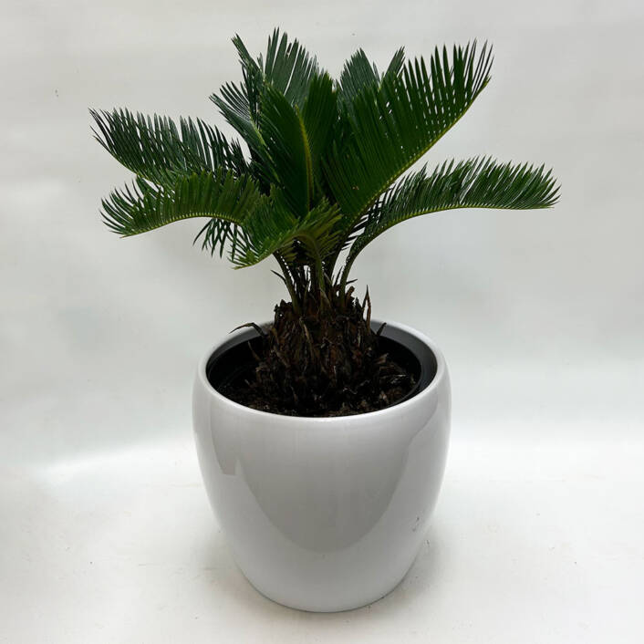 a King Sago Palm plant in a white ceramic pot