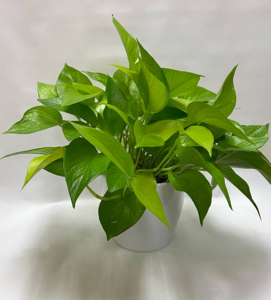 A Neon Pothos plant in a white ceramic pot