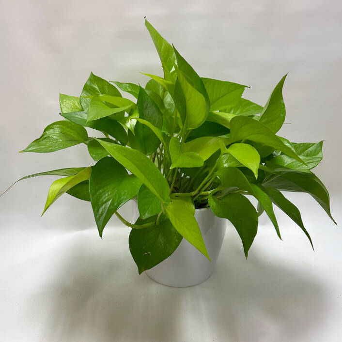 A Neon Pothos plant in a white ceramic pot