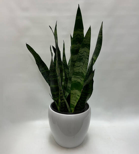 a Sansaveria plant in a white ceramic pot