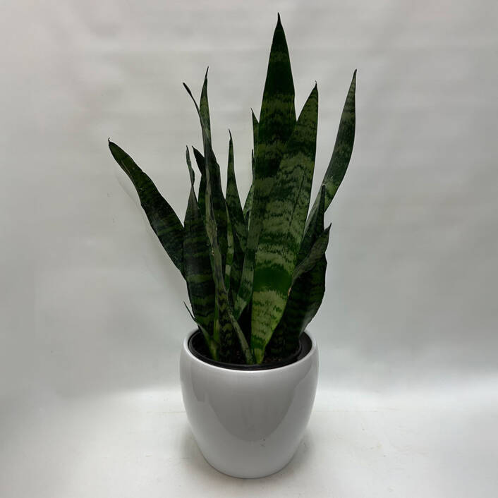 a Sansaveria plant in a white ceramic pot