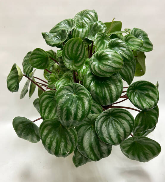 A watermelon pepperomia plant in a ceramic pot