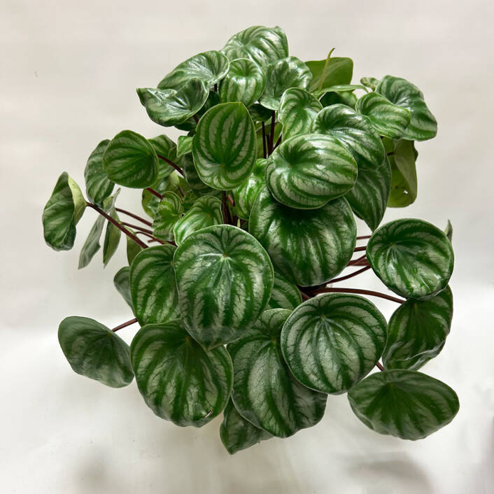 A watermelon pepperomia plant in a ceramic pot